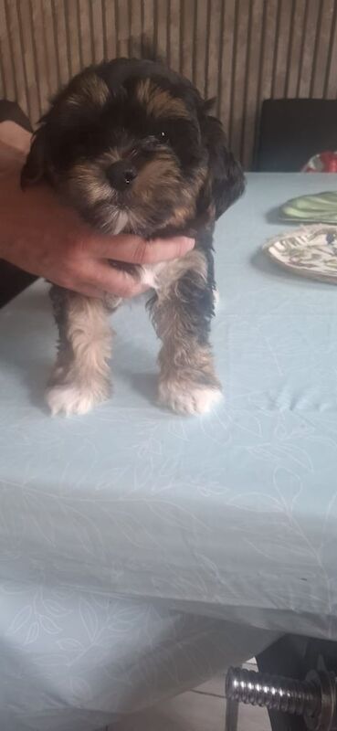 Shih Tzu puppies for sale in Belfast, County Antrim – 8 weeks old - Image 3 of 3