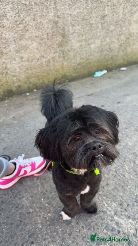Shih tzu boy for sale in Dundonald, County Down - Image 2