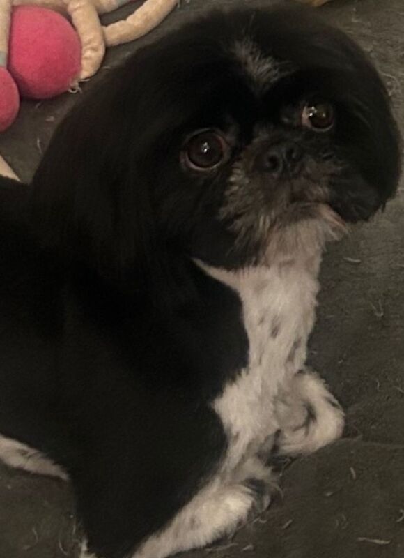 Shih Tzu Puppies For Sale Under £1,000