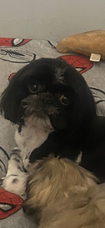 Shih Tzu boy - Image 2 of 2
