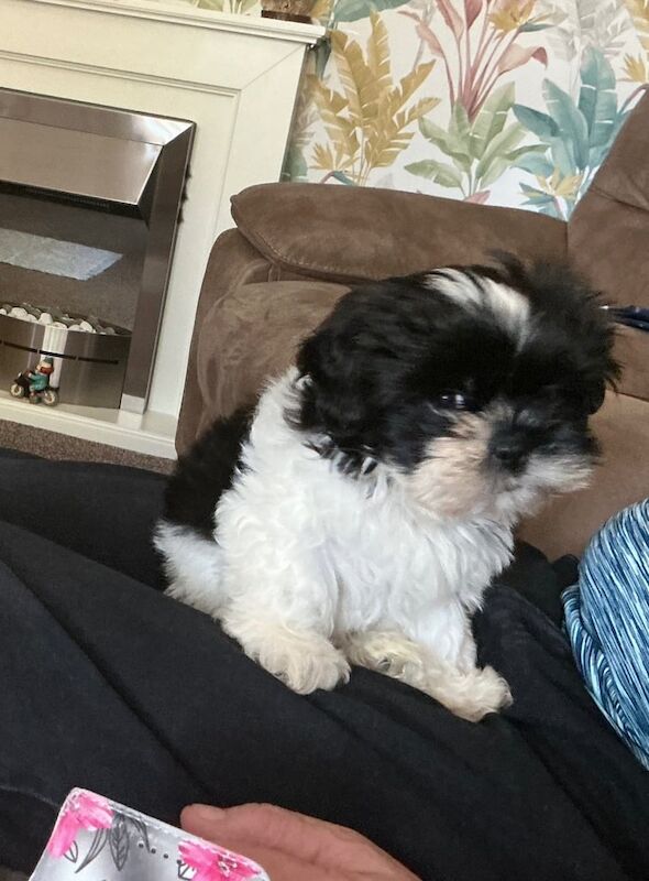Shih Tzu puppies for sale in Sandwell, West Midlands – 11 weeks old