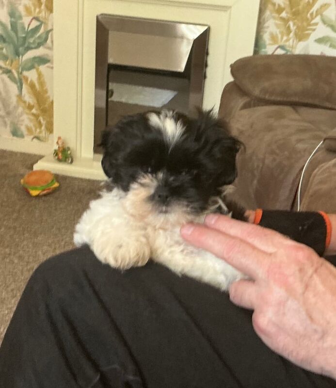 Shih Tzu puppies for sale in Sandwell, West Midlands – 8 months old - Image 2 of 3