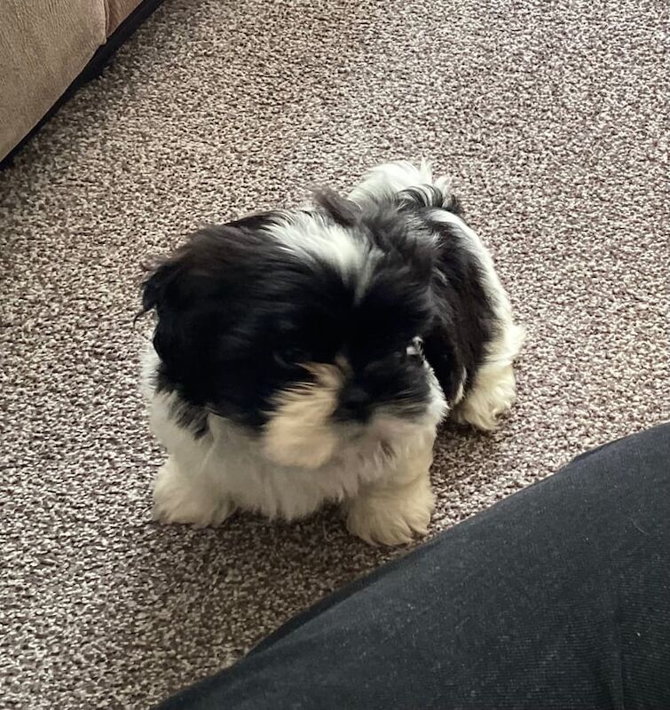 Shih Tzu puppies for sale in Sandwell, West Midlands – 8 months old - Image 3 of 3