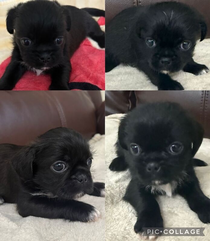 Shih Tzu puppies for sale in Dunmurry, County Antrim – 10 weeks old