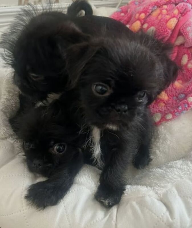 Shih Tzu puppies for sale in Dunmurry, County Antrim – 11 weeks old - Image 2 of 3