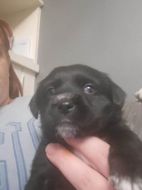 Shih Tzu puppies for sale in Kingston upon Hull, East Riding of Yorkshire β 5 weeks old