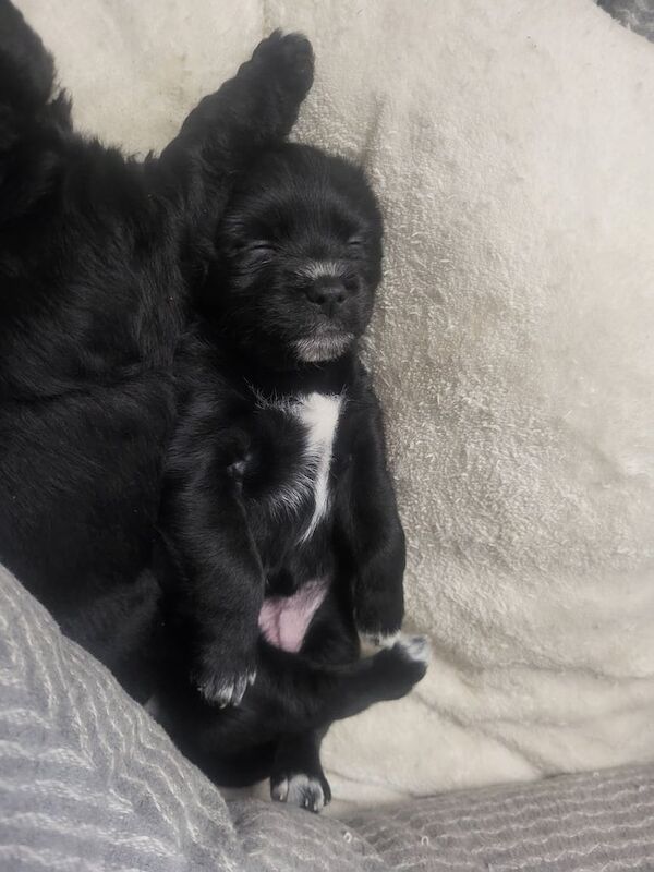 Shih Tzu puppies for sale in Kingston upon Hull, East Riding of Yorkshire – 5 weeks old - Image 2 of 3