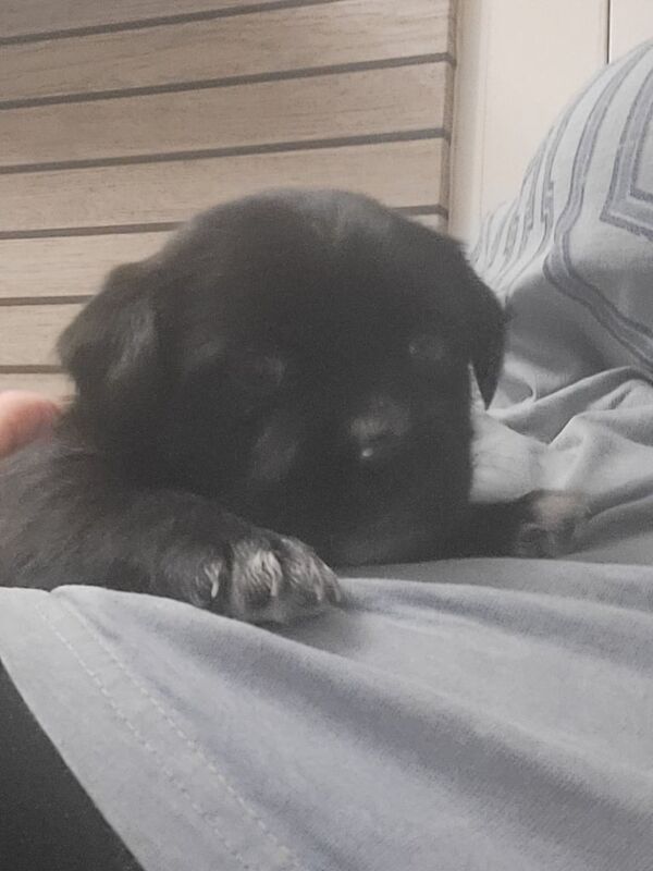 Shih Tzu puppies for sale in Kingston upon Hull, East Riding of Yorkshire – 5 weeks old - Image 3 of 3