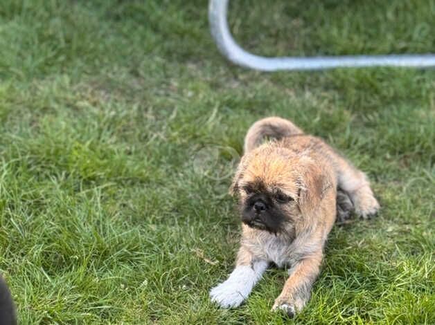 Shih Tzu cross Jack Russel - Image 2 of 5