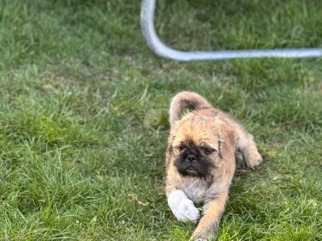 Shih Tzu cross Jack Russel - Image 3 of 5