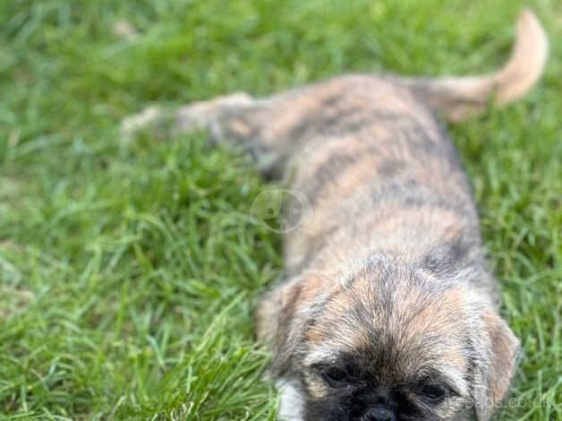 Shih Tzu cross Jack Russel - Image 4 of 5