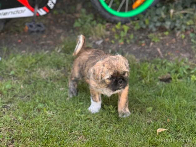 Shih Tzu cross Jack Russel - Image 5 of 5