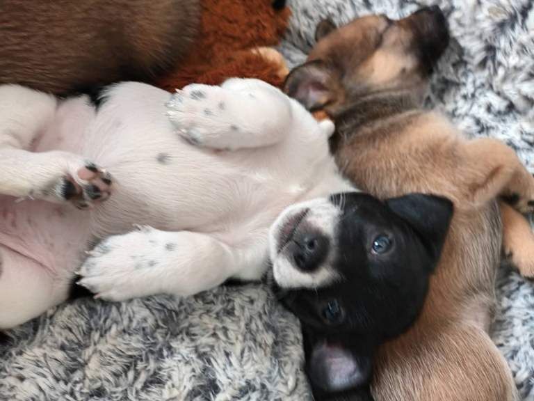 Shih Tzu Puppies For Sale