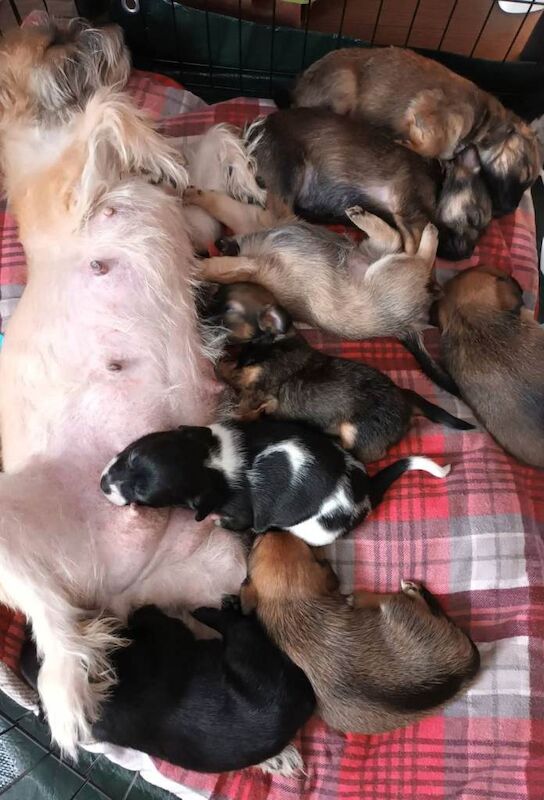 Shih tzu cross jack russell puppies - Image 2 of 3