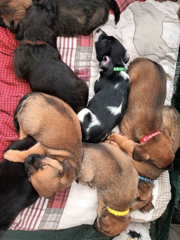 Shih tzu cross jack russell puppies - Image 3 of 3