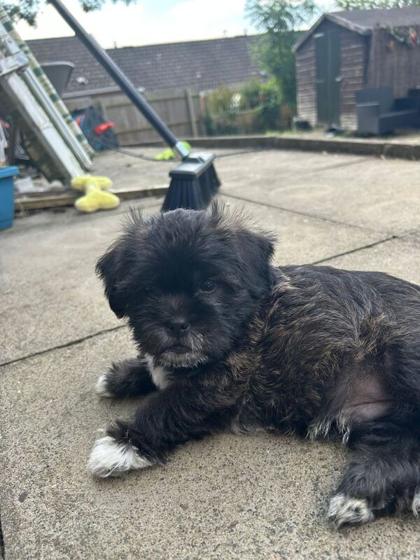 Shih Tzu puppies for sale in Long Buckby, Northamptonshire – 8 weeks old - Image 2 of 3