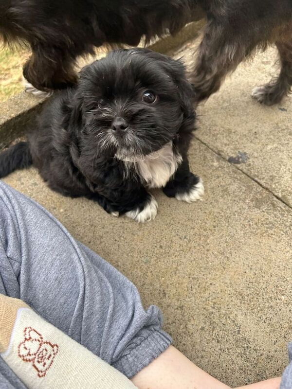 Shih Tzu puppies for sale in Long Buckby, Northamptonshire – 8 weeks old - Image 3 of 3