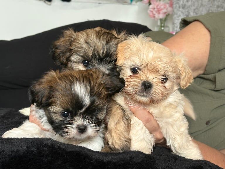 Shih Tzu puppies for sale in Rhondda, Mid Glamorgan – 7 weeks old