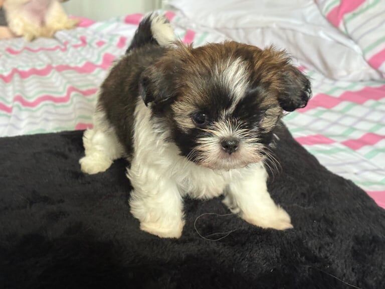 Shih Tzu puppies for sale in Rhondda, Mid Glamorgan – 7 weeks old - Image 2 of 3