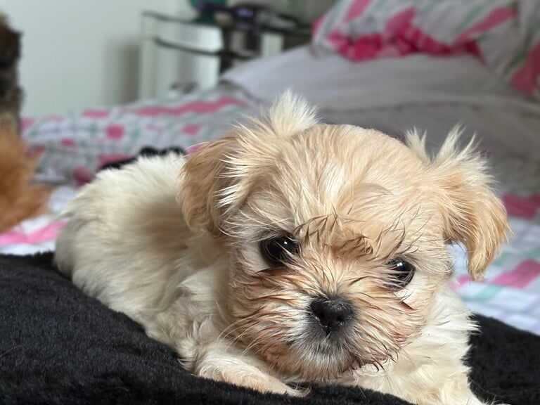 Shih Tzu puppies for sale in Rhondda, Mid Glamorgan – 7 weeks old - Image 3 of 3