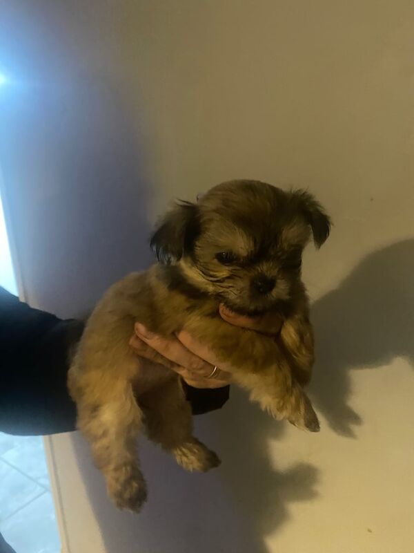 Shih Tzu puppies for sale in Rhondda, Mid Glamorgan – 1 year old - Image 1 of 3