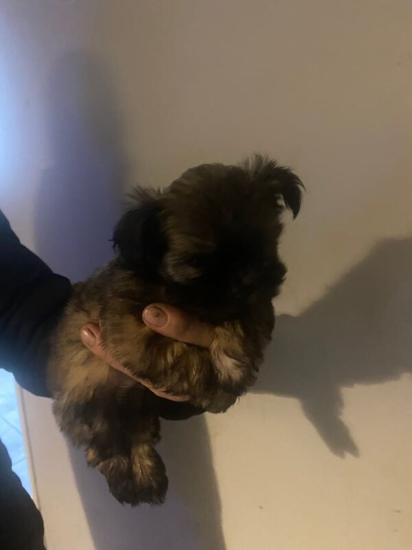Shih Tzu puppies for sale in Rhondda, Mid Glamorgan – 1 year old - Image 2 of 3