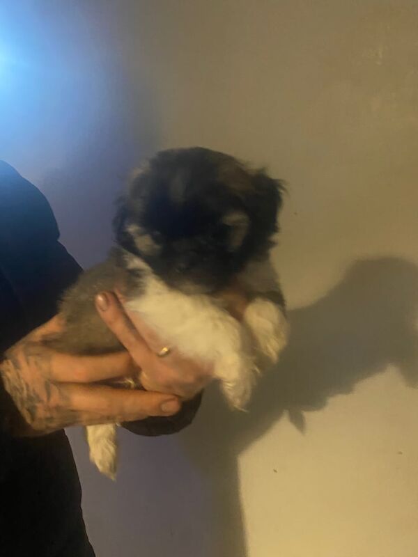 Shih Tzu puppies for sale in Rhondda, Mid Glamorgan – 1 year old - Image 3 of 3