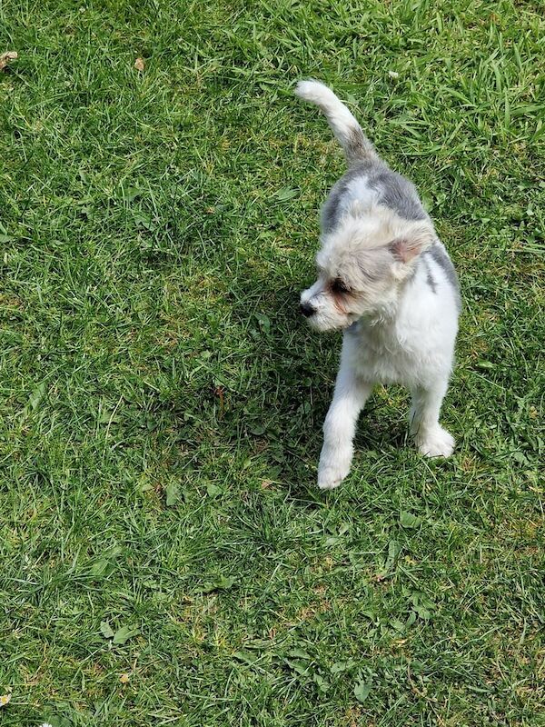 Shih Tzu cross yorkshire terrier for sale in Brimington, Derbyshire