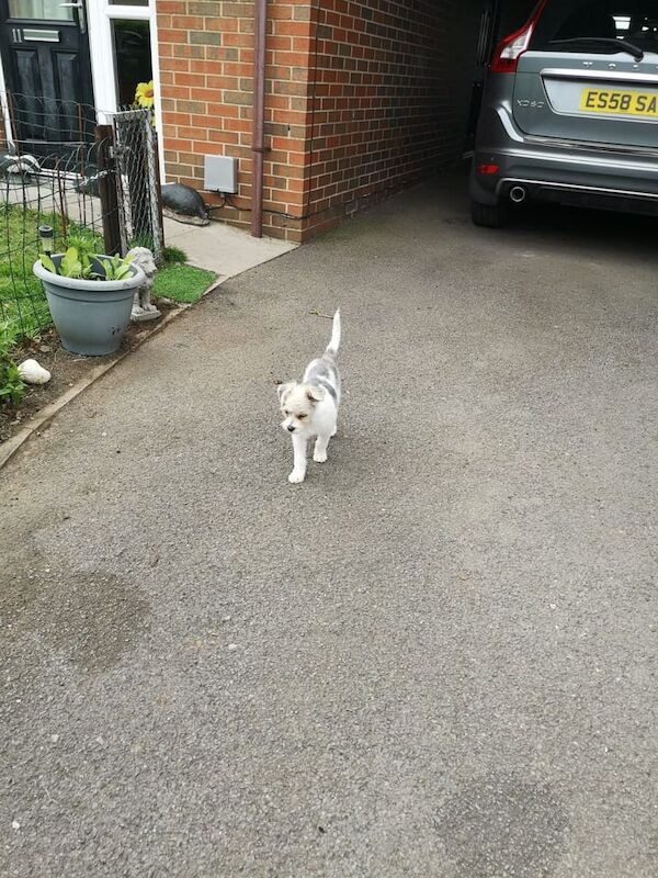 Shih Tzu puppies for sale in Brimington, Derbyshire – 10 months old - Image 2 of 3