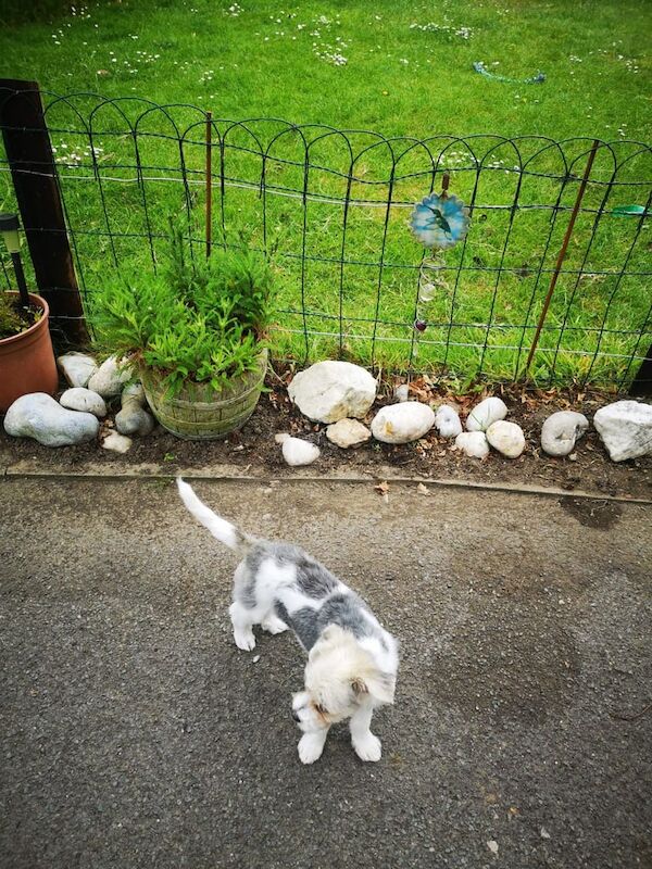 Shih Tzu puppies for sale in Brimington, Derbyshire – 10 months old - Image 3 of 3