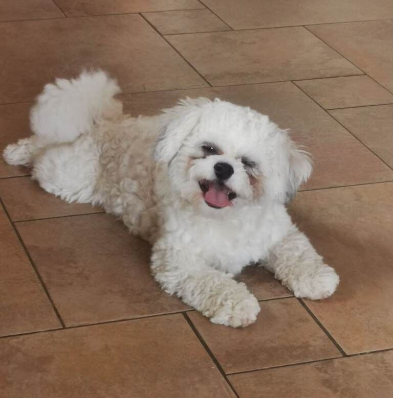 Shih Tzu Puppies For Sale Under £1,000