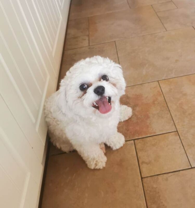Shih Tzu Dog - Image 2 of 2