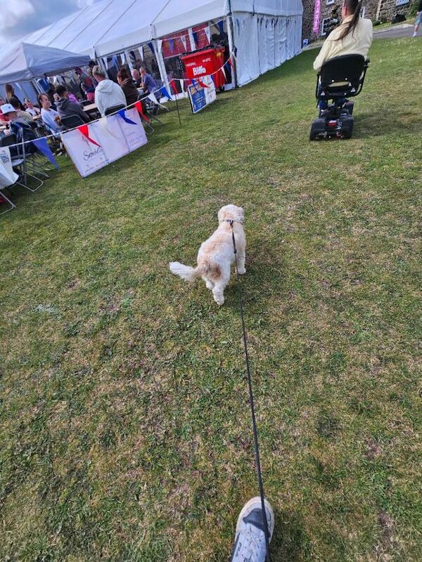 Shih Tzu puppies for sale in Ealing, Greater London – 11 years old