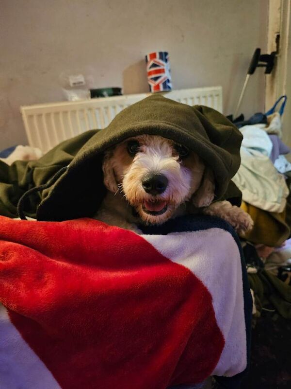 Shih Tzu puppies for sale in Ealing, Greater London – 11 years old - Image 2 of 5