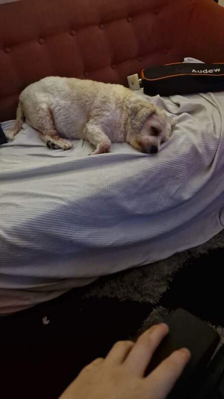 Shih Tzu puppies for sale in Ealing, Greater London – 11 years old - Image 3 of 5