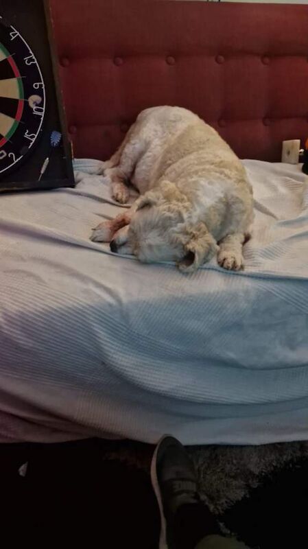 Shih Tzu puppies for sale in Ealing, Greater London – 11 years old - Image 4 of 5