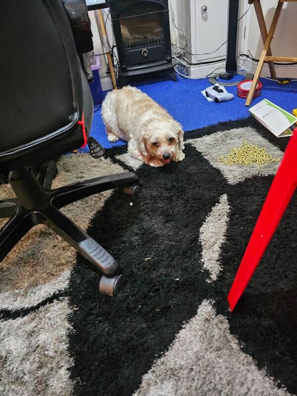 Shih Tzu puppies for sale in Ealing, Greater London – 11 years old - Image 5 of 5