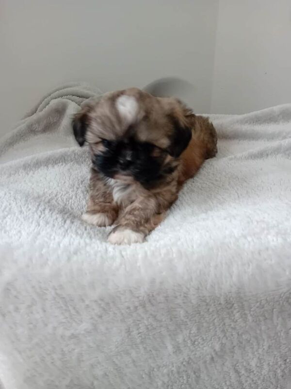 Shih Tzu Female Puppy - Image 2 of 3