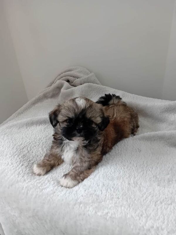 Shih Tzu Female Puppy - Image 3 of 3