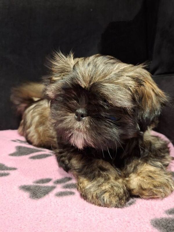 Shih Tzu Puppies For Sale Under £1,000