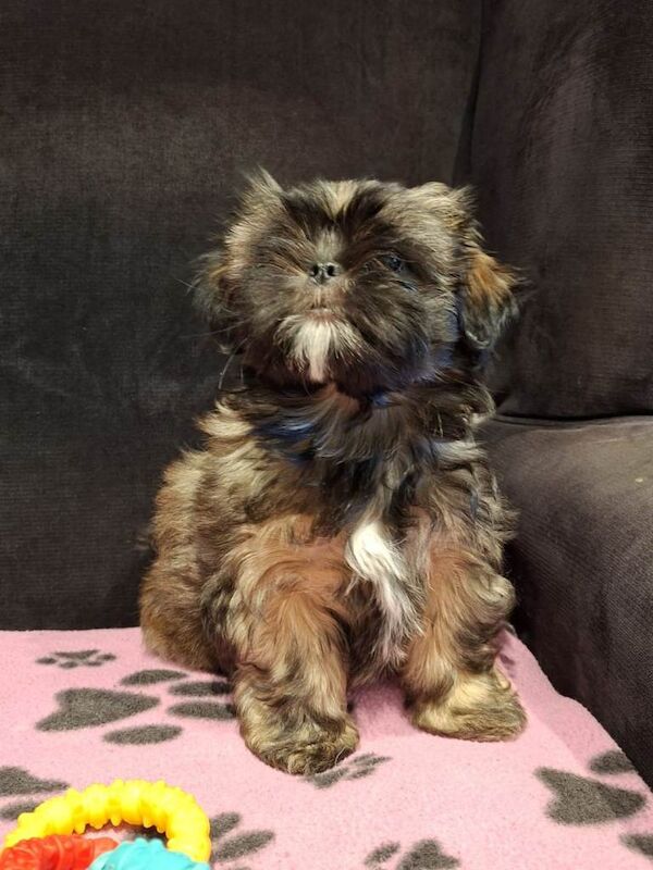 Shih tzu girl puppy ready now - Image 2 of 4