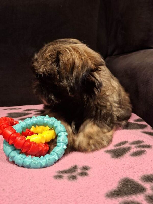 Shih tzu girl puppy ready now - Image 3 of 4