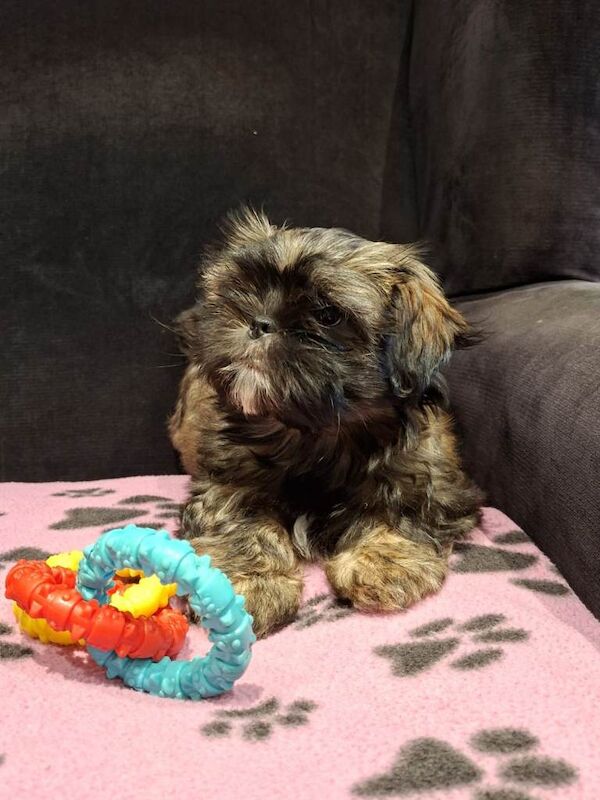 Shih tzu girl puppy ready now - Image 4 of 4