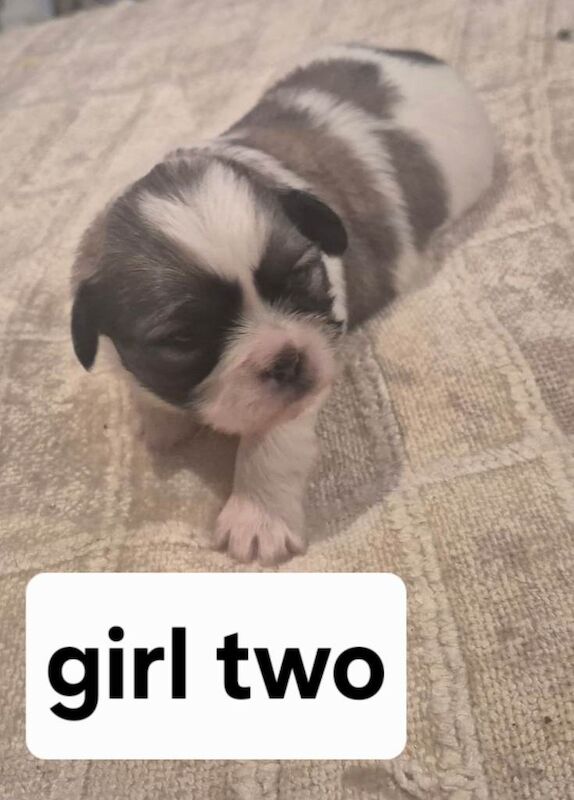 Shih Tzu Puppies For Sale Under £1,000