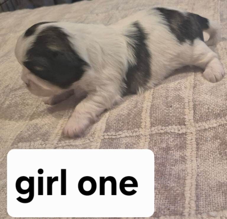Shih Tzu puppies for sale in Jarrow, Tyne and Wear – 2 weeks old - Image 2 of 5