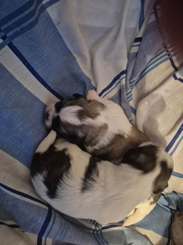 Shih Tzu puppies for sale in Jarrow, Tyne and Wear – 2 weeks old - Image 4 of 5