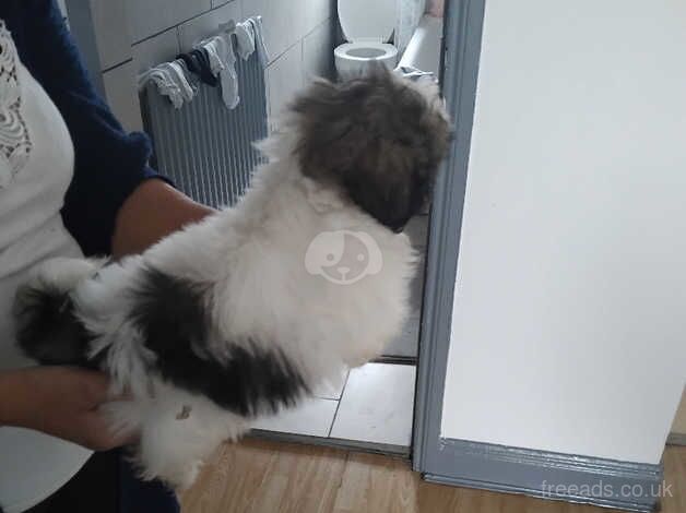 Shih tzu - Image 2 of 5