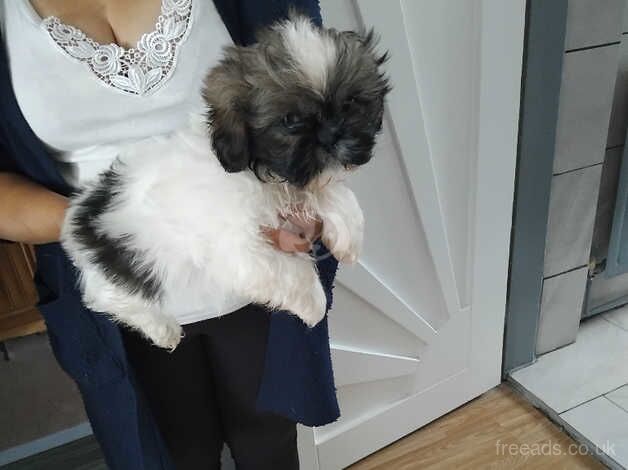 Shih tzu - Image 3 of 5