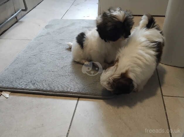 Shih tzu - Image 4 of 5