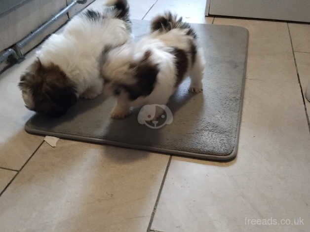 Shih tzu - Image 5 of 5